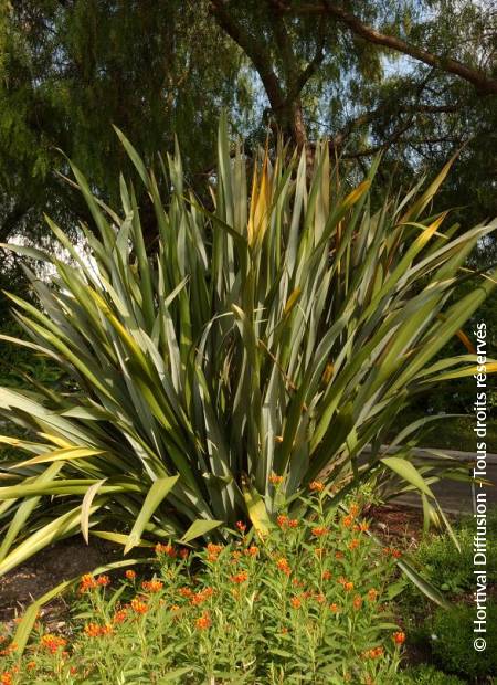 © Hortival Diffusion - Tous droits réservés