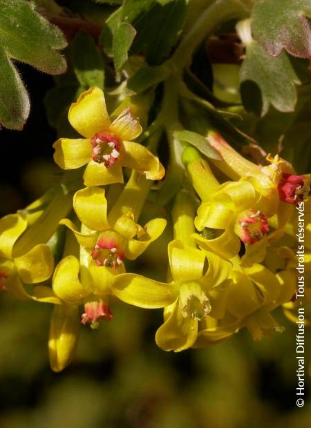 © Hortival Diffusion - Tous droits réservés