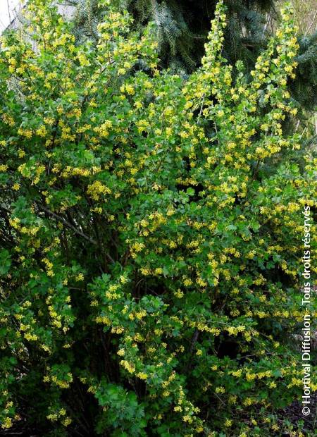 © Hortival Diffusion - Tous droits réservés