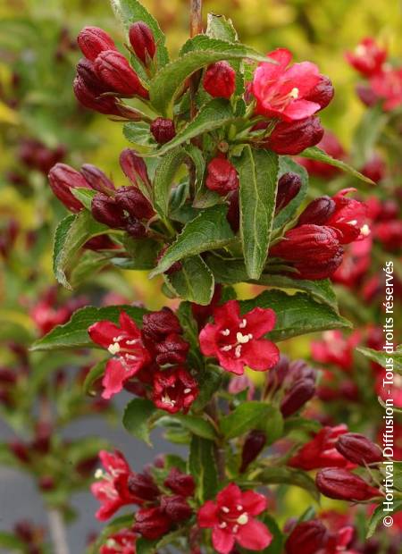 © Hortival Diffusion - Tous droits réservés