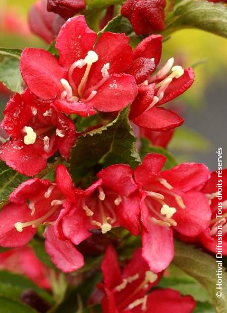 © Hortival Diffusion - Tous droits réservés