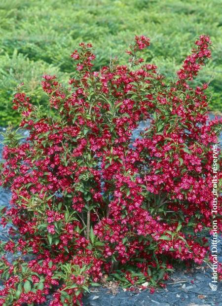 © Hortival Diffusion - Tous droits réservés