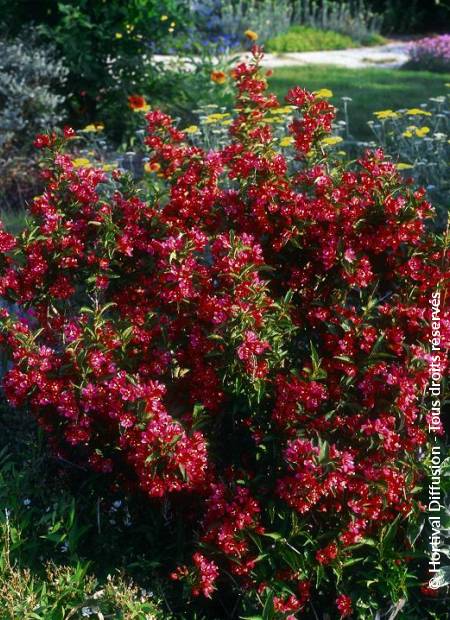 © Hortival Diffusion - Tous droits réservés