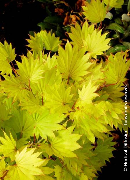 © Hortival Diffusion - Tous droits réservés