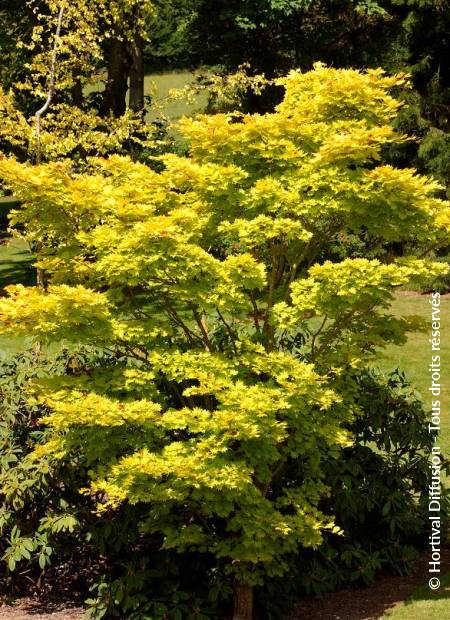 © Hortival Diffusion - Tous droits réservés