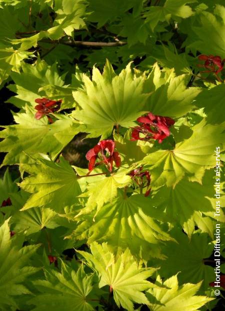 © Hortival Diffusion - Tous droits réservés