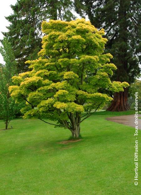 © Hortival Diffusion - Tous droits réservés