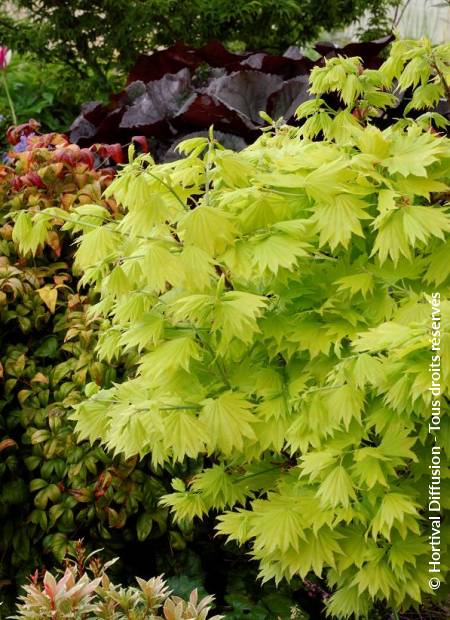 © Hortival Diffusion - Tous droits réservés