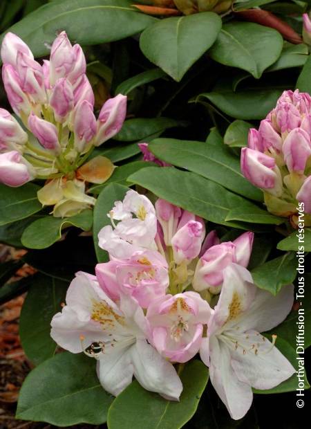 © Hortival Diffusion - Tous droits réservés