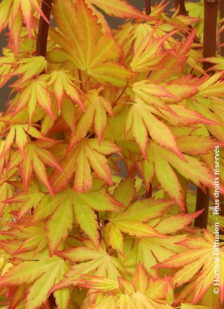 © Hortival Diffusion - Tous droits réservés