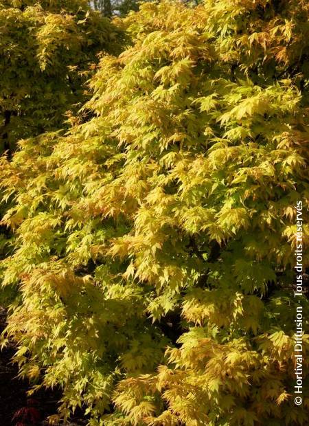 © Hortival Diffusion - Tous droits réservés