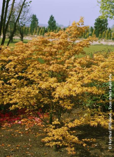 © Hortival Diffusion - Tous droits réservés