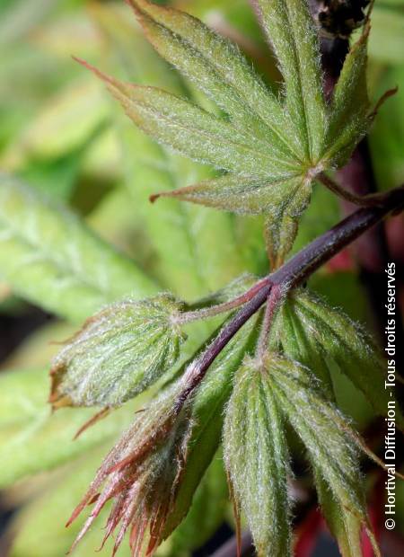 © Hortival Diffusion - Tous droits réservés