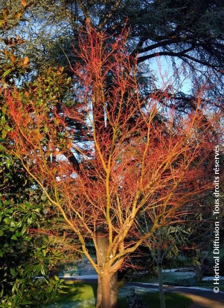 © Hortival Diffusion - Tous droits réservés