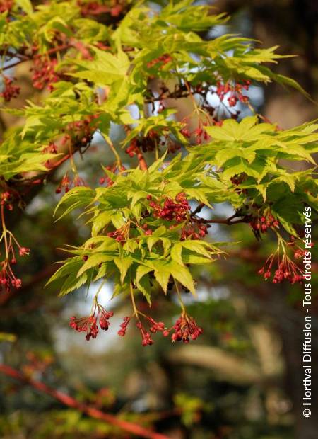 © Hortival Diffusion - Tous droits réservés