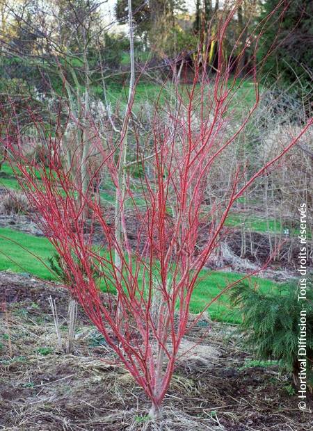 © Hortival Diffusion - Tous droits réservés