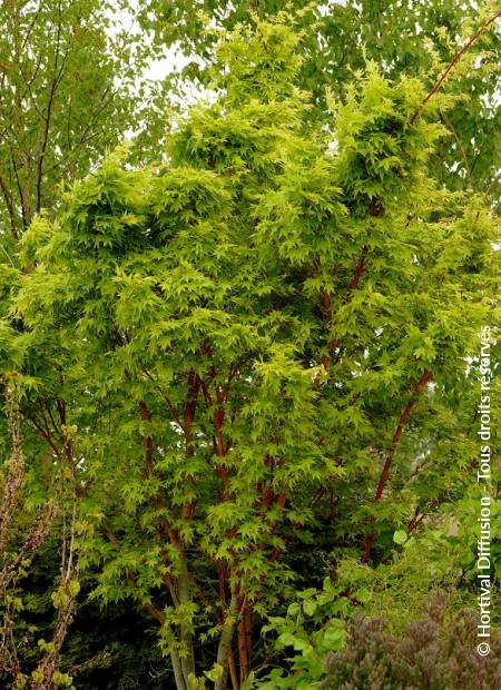 © Hortival Diffusion - Tous droits réservés