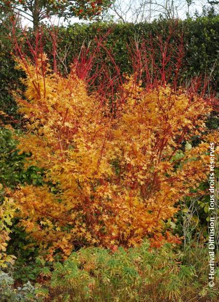 © Hortival Diffusion - Tous droits réservés