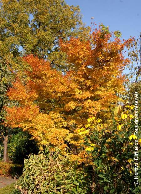 © Hortival Diffusion - Tous droits réservés