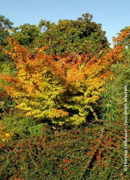 © Hortival Diffusion - Tous droits réservés