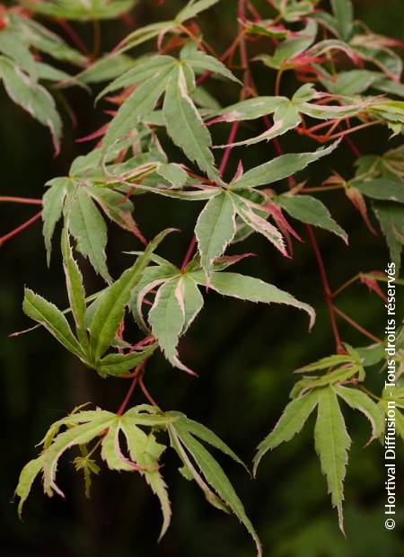 © Hortival Diffusion - Tous droits réservés