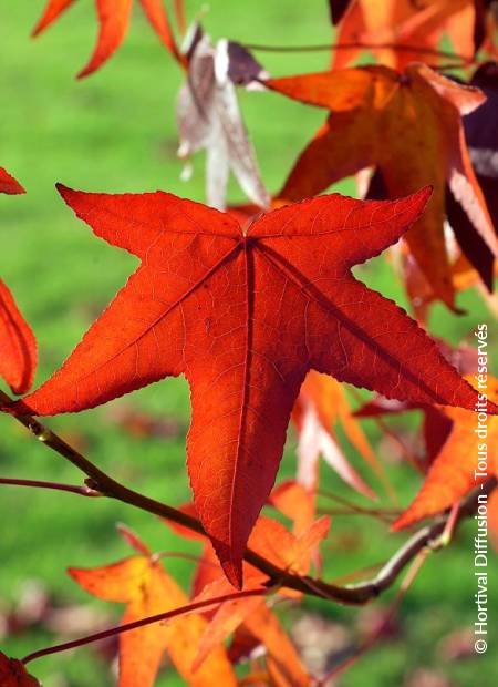 © Hortival Diffusion - Tous droits réservés