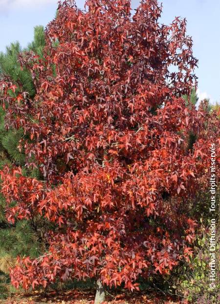 © Hortival Diffusion - Tous droits réservés