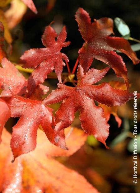 © Hortival Diffusion - Tous droits réservés