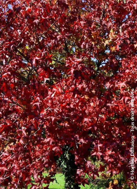 © Hortival Diffusion - Tous droits réservés