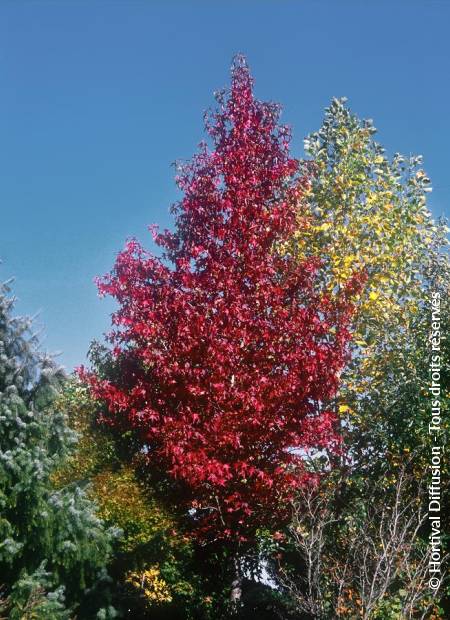 © Hortival Diffusion - Tous droits réservés