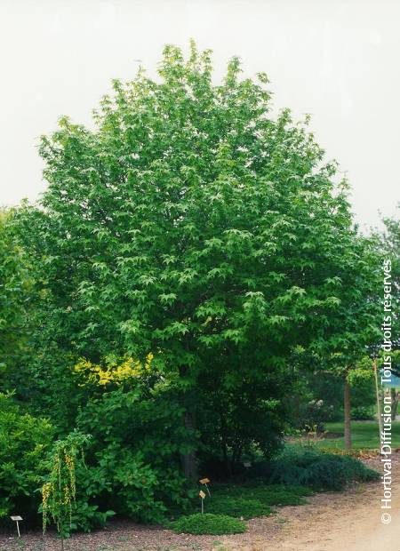 © Hortival Diffusion - Tous droits réservés