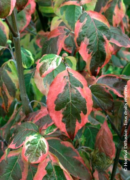 © Hortival Diffusion - Tous droits réservés