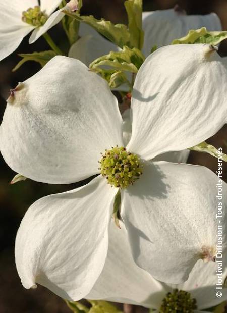 © Hortival Diffusion - Tous droits réservés