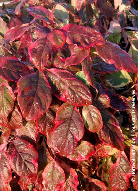 © Hortival Diffusion - Tous droits réservés