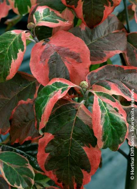 © Hortival Diffusion - Tous droits réservés