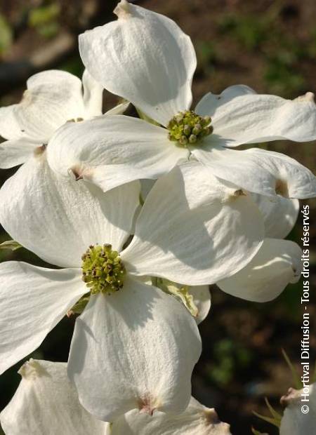 © Hortival Diffusion - Tous droits réservés