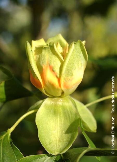 © Hortival Diffusion - Tous droits réservés