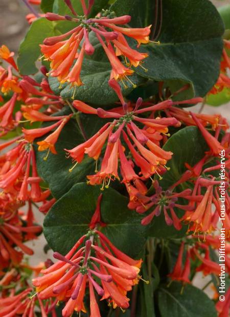 © Hortival Diffusion - Tous droits réservés