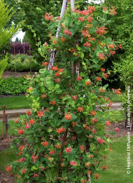 © Hortival Diffusion - Tous droits réservés