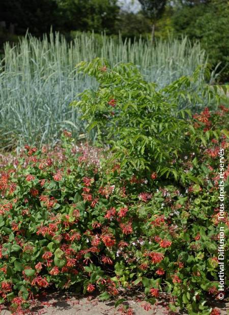 © Hortival Diffusion - Tous droits réservés