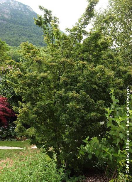 © Hortival Diffusion - Tous droits réservés