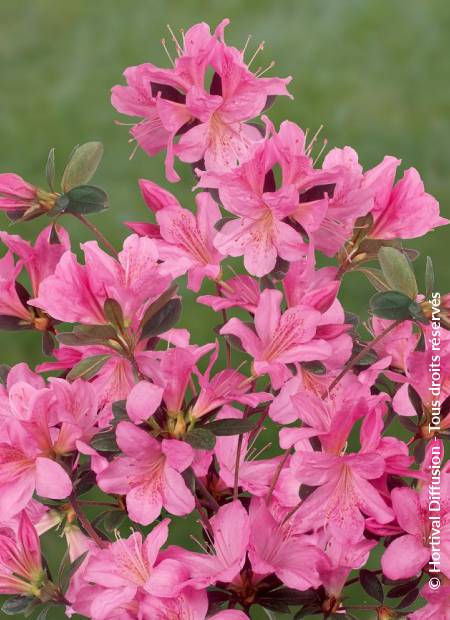 © Hortival Diffusion - Tous droits réservés