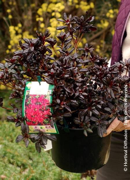 © Hortival Diffusion - Tous droits réservés