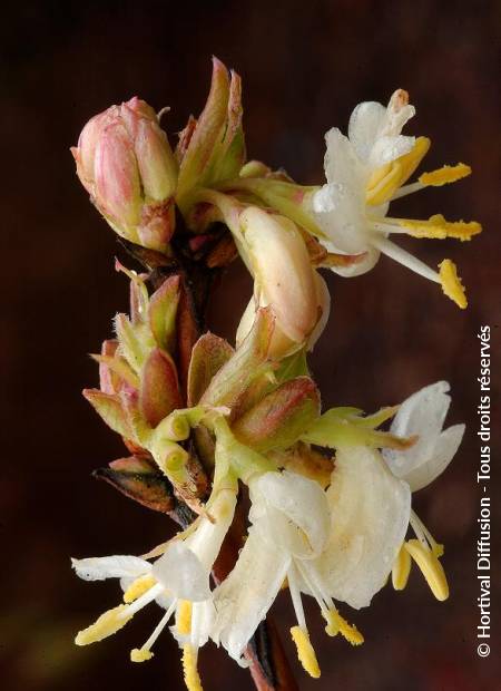 © Hortival Diffusion - Tous droits réservés