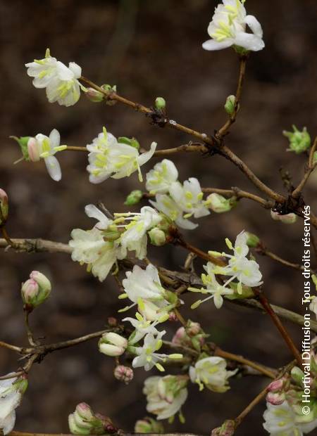 © Hortival Diffusion - Tous droits réservés