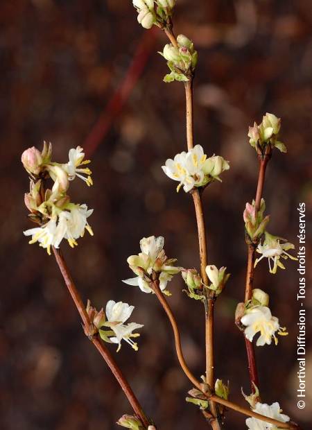 © Hortival Diffusion - Tous droits réservés