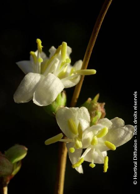 © Hortival Diffusion - Tous droits réservés