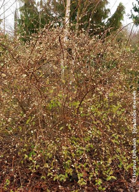 © Hortival Diffusion - Tous droits réservés