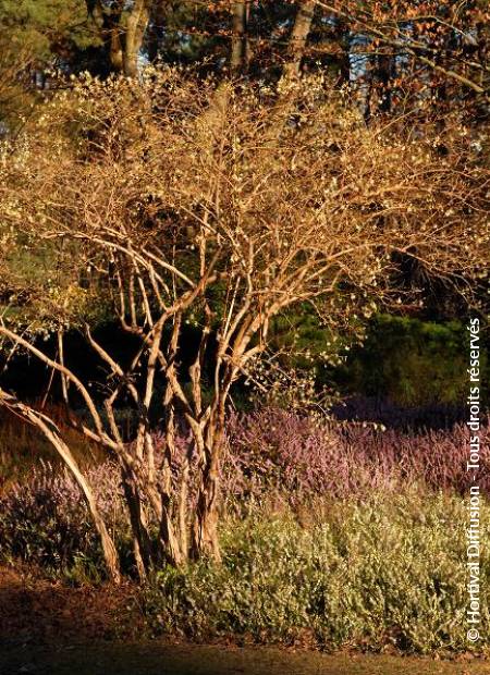 © Hortival Diffusion - Tous droits réservés