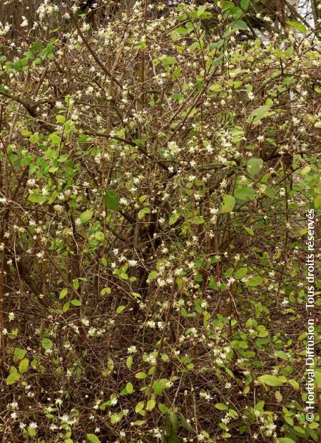 © Hortival Diffusion - Tous droits réservés